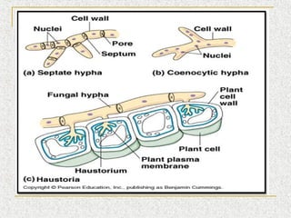PPT FUNGI | PPT