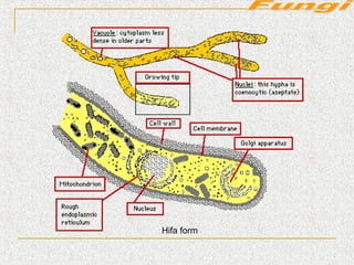 PPT FUNGI | PPT