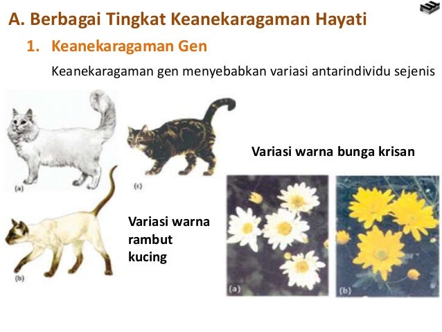 Bab 6 keanekaragaman hayati