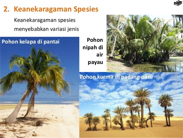 Contoh Ekosistem Payau - J K A T L V