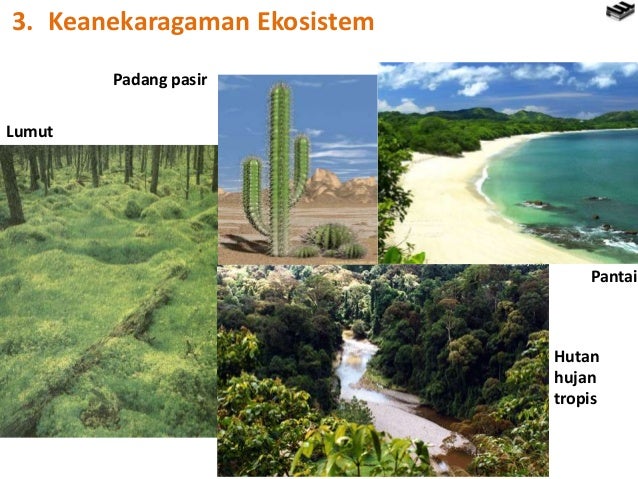 Contoh Ekosistem Pantai Pasir - Contoh Su