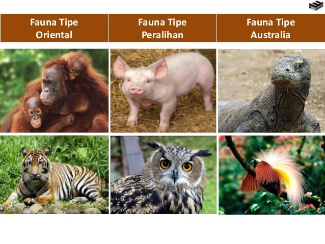 Download 42 Gambar Flora Dan Fauna Tipe Australis Terbaru Download 42 Gambar Flora Dan Fauna Tipe Australis Terbaru