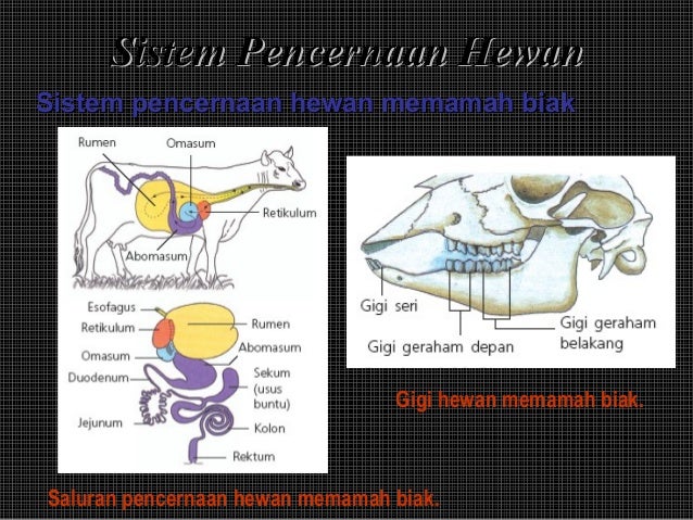 Bab 6 Makanan Dan Sistem Pencernaan