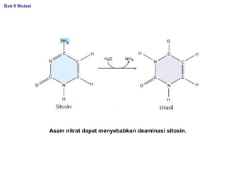 Asam nitrat dapat menyebabkan deaminasi sitosin.
Bab 6 Mutasi
 