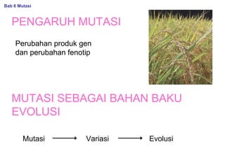 PENGARUH MUTASI
Perubahan produk gen
dan perubahan fenotip
MUTASI SEBAGAI BAHAN BAKU
EVOLUSI
Mutasi Variasi Evolusi
Bab 6 Mutasi
 