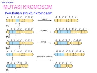 MUTASI KROMOSOM
Bab 6 Mutasi
Perubahan struktur kromosom
 
