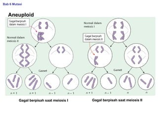 Aneuploid
Gagal berpisah saat meiosis I Gagal berpisah saat meiosis II
Bab 6 Mutasi
 