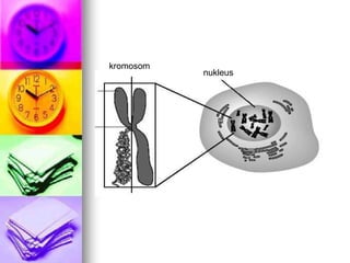 kromosom
           nukleus
 