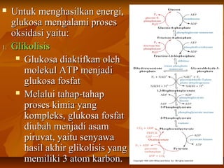  Untuk menghasilkan energi,Untuk menghasilkan energi,
glukosa mengalami prosesglukosa mengalami proses
oksidasi yaitu:oksidasi yaitu:
1.1. GlikolisisGlikolisis
 Glukosa diaktifkan olehGlukosa diaktifkan oleh
molekul ATP menjadimolekul ATP menjadi
glukosa fosfatglukosa fosfat
 Melalui tahap-tahapMelalui tahap-tahap
proses kimia yangproses kimia yang
kompleks, glukosa fosfatkompleks, glukosa fosfat
diubah menjadi asamdiubah menjadi asam
piruvat, yaitu senyawapiruvat, yaitu senyawa
hasil akhir glikolisis yanghasil akhir glikolisis yang
memiliki 3 atom karbon.memiliki 3 atom karbon.
 