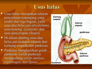 Usus halusUsus halus
 Usus halus merupakan saluranUsus halus merupakan saluran
pencernaan terpanjang yangpencernaan terpanjang yang
terdiri dari tiga bagian, yaituterdiri dari tiga bagian, yaitu
usus dua belas jariusus dua belas jari (duodenum),(duodenum),
usus kosongusus kosong (jejunum),(jejunum), dandan
usus penyerapanusus penyerapan ((ileum).ileum).
 Di dalam dinding usus duaDi dalam dinding usus dua
belas jari terdapat saluran daribelas jari terdapat saluran dari
kantung empedu dan pankreas.kantung empedu dan pankreas.
 Pankreas menghasilkan getahPankreas menghasilkan getah
pankreas. Getah pankreaspankreas. Getah pankreas
mengandungmengandung enzim amilase,enzim amilase,
tripsinogen, dan lipasetripsinogen, dan lipase..
pankreas
Saluran
pankreas
Kantung
empedu
Saluran
empedu
Duodenum
 