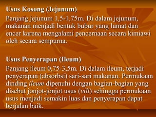 Usus Kosong (Jejunum)Usus Kosong (Jejunum)
Panjang jejunum 1,5-1,75m. Di dalam jejunum,Panjang jejunum 1,5-1,75m. Di dalam jejunum,
makanan menjadi bentuk bubur yang lumat danmakanan menjadi bentuk bubur yang lumat dan
encer karena mengalami pencernaan secara kimiawiencer karena mengalami pencernaan secara kimiawi
oleh secara sempurna.oleh secara sempurna.
Usus Penyerapan (Ileum)Usus Penyerapan (Ileum)
Panjang ileum 0,75-3,5m. Di dalam ileum, terjadiPanjang ileum 0,75-3,5m. Di dalam ileum, terjadi
penyerapan (absorbsi) sari-sari makanan. Permukaanpenyerapan (absorbsi) sari-sari makanan. Permukaan
dindingdinding ileumileum dipenuhi dengan bagian-bagian yangdipenuhi dengan bagian-bagian yang
disebut jonjot-jonjot usus (disebut jonjot-jonjot usus (vilivili) sehingga permukaan) sehingga permukaan
usus menjadi semakin luas dan penyerapan dapatusus menjadi semakin luas dan penyerapan dapat
berjalan baik.berjalan baik.
 