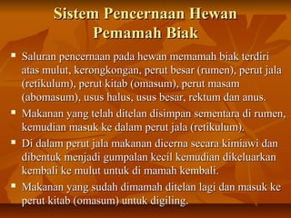 Sistem Pencernaan HewanSistem Pencernaan Hewan
Pemamah BiakPemamah Biak
 Saluran pencernaan pada hewan memamah biak terdiriSaluran pencernaan pada hewan memamah biak terdiri
atas mulut, kerongkongan, perut besar (rumen), perut jalaatas mulut, kerongkongan, perut besar (rumen), perut jala
(retikulum), perut kitab (omasum), perut masam(retikulum), perut kitab (omasum), perut masam
(abomasum), usus halus, usus besar, rektum dan anus.(abomasum), usus halus, usus besar, rektum dan anus.
 Makanan yang telah ditelan disimpan sementara di rumen,Makanan yang telah ditelan disimpan sementara di rumen,
kemudian masuk ke dalam perut jala (retikulum).kemudian masuk ke dalam perut jala (retikulum).
 Di dalam perut jala makanan dicerna secara kimiawi danDi dalam perut jala makanan dicerna secara kimiawi dan
dibentuk menjadi gumpalan kecil kemudian dikeluarkandibentuk menjadi gumpalan kecil kemudian dikeluarkan
kembali ke mulut untuk di mamah kembali.kembali ke mulut untuk di mamah kembali.
 Makanan yang sudah dimamah ditelan lagi dan masuk keMakanan yang sudah dimamah ditelan lagi dan masuk ke
perut kitab (omasum) untuk digiling.perut kitab (omasum) untuk digiling.
 