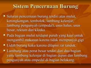 Sistem Pencernaan BurungSistem Pencernaan Burung
 Saluran pencernaan burung terdiri atas mulut,Saluran pencernaan burung terdiri atas mulut,
kerongkongan, tembolok, lambung kelenjar,kerongkongan, tembolok, lambung kelenjar,
lambung pengunyah (empedal), usus halus, ususlambung pengunyah (empedal), usus halus, usus
besar, rektum dan kloaka.besar, rektum dan kloaka.
 Pada bagian mulut terdapat paruh yang kuat untukPada bagian mulut terdapat paruh yang kuat untuk
mengambil makanan karena tidak mempunyai gigimengambil makanan karena tidak mempunyai gigi
 Lidah burung kaku karena dilapisi zat tanduk.Lidah burung kaku karena dilapisi zat tanduk.
 Lambung atau perut besar terdiri dari dua bagianLambung atau perut besar terdiri dari dua bagian
yaitu lambung kelenjar di bagian depan dan lambungyaitu lambung kelenjar di bagian depan dan lambung
pengunyah atau empedal di bagian belakang.pengunyah atau empedal di bagian belakang.
 