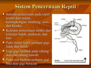 Sistem Pencernaan ReptilSistem Pencernaan Reptil
 Saluran pencernaan pada reptilSaluran pencernaan pada reptil
terdiri dari mulut,terdiri dari mulut,
kerongkongan, lambung, usus,kerongkongan, lambung, usus,
dan kloaka.dan kloaka.
 Kelenjar pencernaan terdiri dariKelenjar pencernaan terdiri dari
kelenjar ludah, pankreas, dankelenjar ludah, pankreas, dan
hati.hati.
 Pada mulut reptil terdapat gigi,Pada mulut reptil terdapat gigi,
lidah dan ludah.lidah dan ludah.
 Gigi-gigi tumbuh pada rahangGigi-gigi tumbuh pada rahang
atas dan rahang bawah.atas dan rahang bawah.
 Pada ular berbisa terdapat gigiPada ular berbisa terdapat gigi
bisa atau gigi beracunbisa atau gigi beracun
 