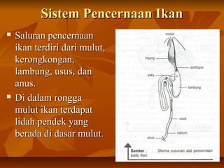Sistem Pencernaan IkanSistem Pencernaan Ikan
 Saluran pencernaanSaluran pencernaan
ikan terdiri dari mulut,ikan terdiri dari mulut,
kerongkongan,kerongkongan,
lambung, usus, danlambung, usus, dan
anus.anus.
 Di dalam ronggaDi dalam rongga
mulut ikan terdapatmulut ikan terdapat
lidah pendek yanglidah pendek yang
berada di dasar mulut.berada di dasar mulut.
 