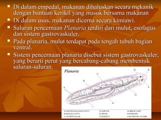  Di dalam empedal, makanan dihaluskan secara mekanikDi dalam empedal, makanan dihaluskan secara mekanik
dengan bantuan kerikil yang masuk bersama makanandengan bantuan kerikil yang masuk bersama makanan
 Di dalam usus, makanan dicerna secara kimiawi.Di dalam usus, makanan dicerna secara kimiawi.
 Saluran pencernaanSaluran pencernaan PlanariaPlanaria terdiri dari mulut, esofagusterdiri dari mulut, esofagus
dan sistem gastrovaskuler.dan sistem gastrovaskuler.
 Pada planaria, mulut terdapat pada tengah tubuh bagianPada planaria, mulut terdapat pada tengah tubuh bagian
ventral.ventral.
 Sistem pencernaan planaria disebut sistem gastrovaskuler,Sistem pencernaan planaria disebut sistem gastrovaskuler,
yang berarti perut yang bercabang-cabang membentukyang berarti perut yang bercabang-cabang membentuk
saluran-saluran.saluran-saluran.
PlanariaPlanaria
 