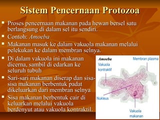 Sistem Pencernaan ProtozoaSistem Pencernaan Protozoa
 Di dalam vakuola ini makananDi dalam vakuola ini makanan
dicerna, sambil di edarkan kedicerna, sambil di edarkan ke
seluruh tubuhseluruh tubuh
 Sari-sari makanan diserap dan sisa-Sari-sari makanan diserap dan sisa-
sisa makanan berbentuk padatsisa makanan berbentuk padat
dikeluarkan dari membran selnyadikeluarkan dari membran selnya
 Sisa makanan berbentuk cair diSisa makanan berbentuk cair di
keluarkan melalui vakuolakeluarkan melalui vakuola
berdenyut atau vakuola kontraktil.berdenyut atau vakuola kontraktil.
 Proses pencernaan makanan pada hewan bersel satuProses pencernaan makanan pada hewan bersel satu
berlangsung di dalam sel itu sendiri.berlangsung di dalam sel itu sendiri.
 Contoh:Contoh: AmoebaAmoeba
 Makanan masuk ke dalam vakuola makanan melaluiMakanan masuk ke dalam vakuola makanan melalui
pelekukan ke dalam membran selnya.pelekukan ke dalam membran selnya.
AmoebaAmoeba
 