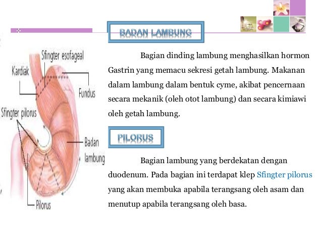 Sistem Pencernaan