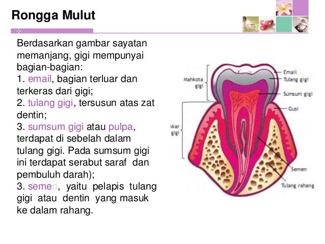 Sistem Pencernaan Sistem Pencernaan