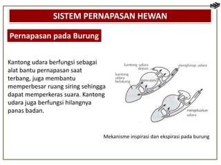 Bab 6 sistem pernapasan