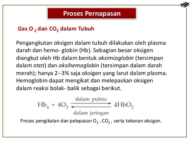 Co2 Diangkut Oleh Darah Paling Banyak Dalam Bentuk Seputar Bentuk
