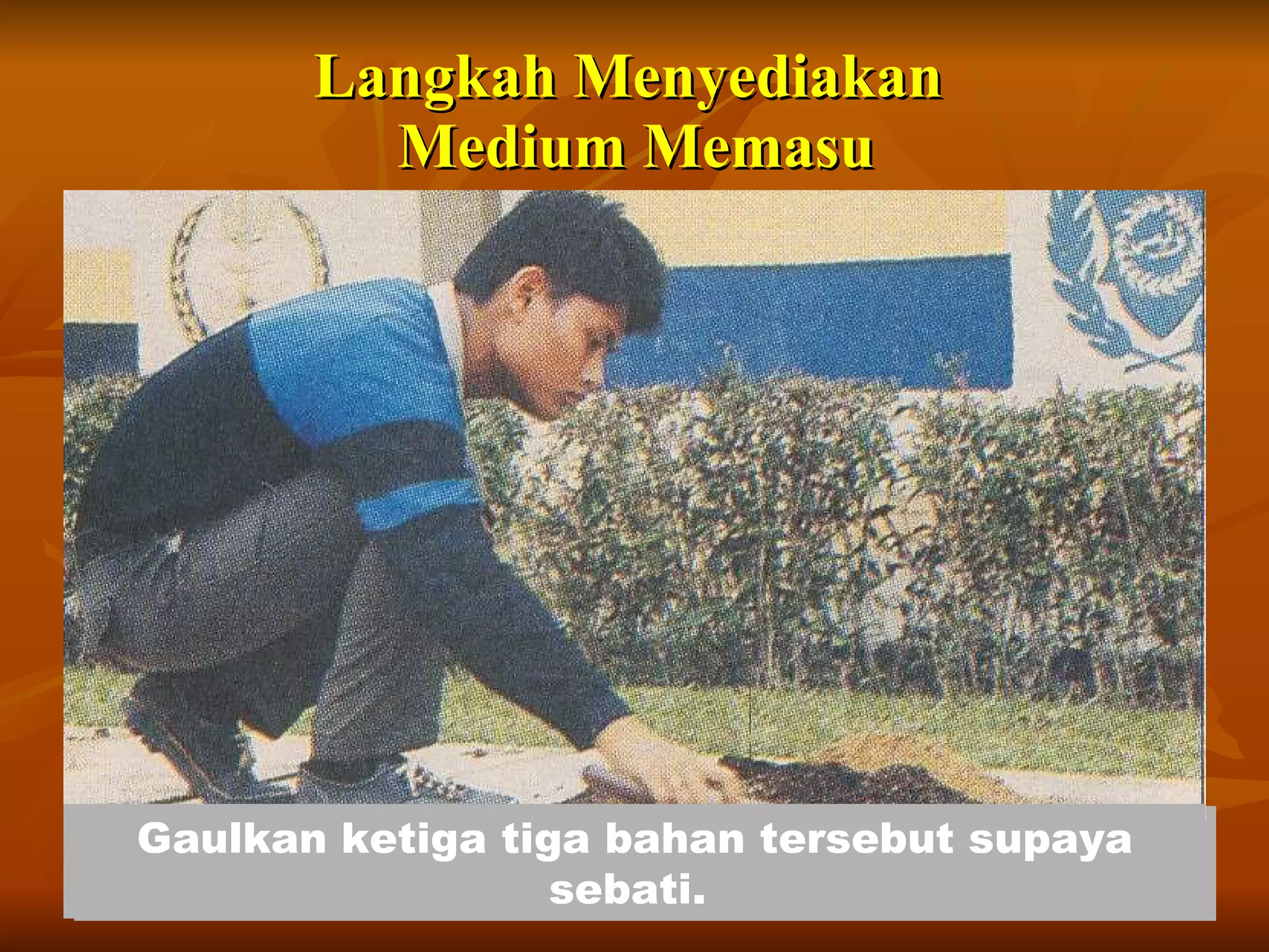 Langkah Menyediakan Medium Memasu Sediakan bahan medium yang sesuai Tapiskan medium tersebut Sukat bahan mengikut nisbah 2:1:1. Sukatan ini ditentukan berdasarkan isipadu Gaulkan ketiga tiga bahan tersebut supaya sebati.