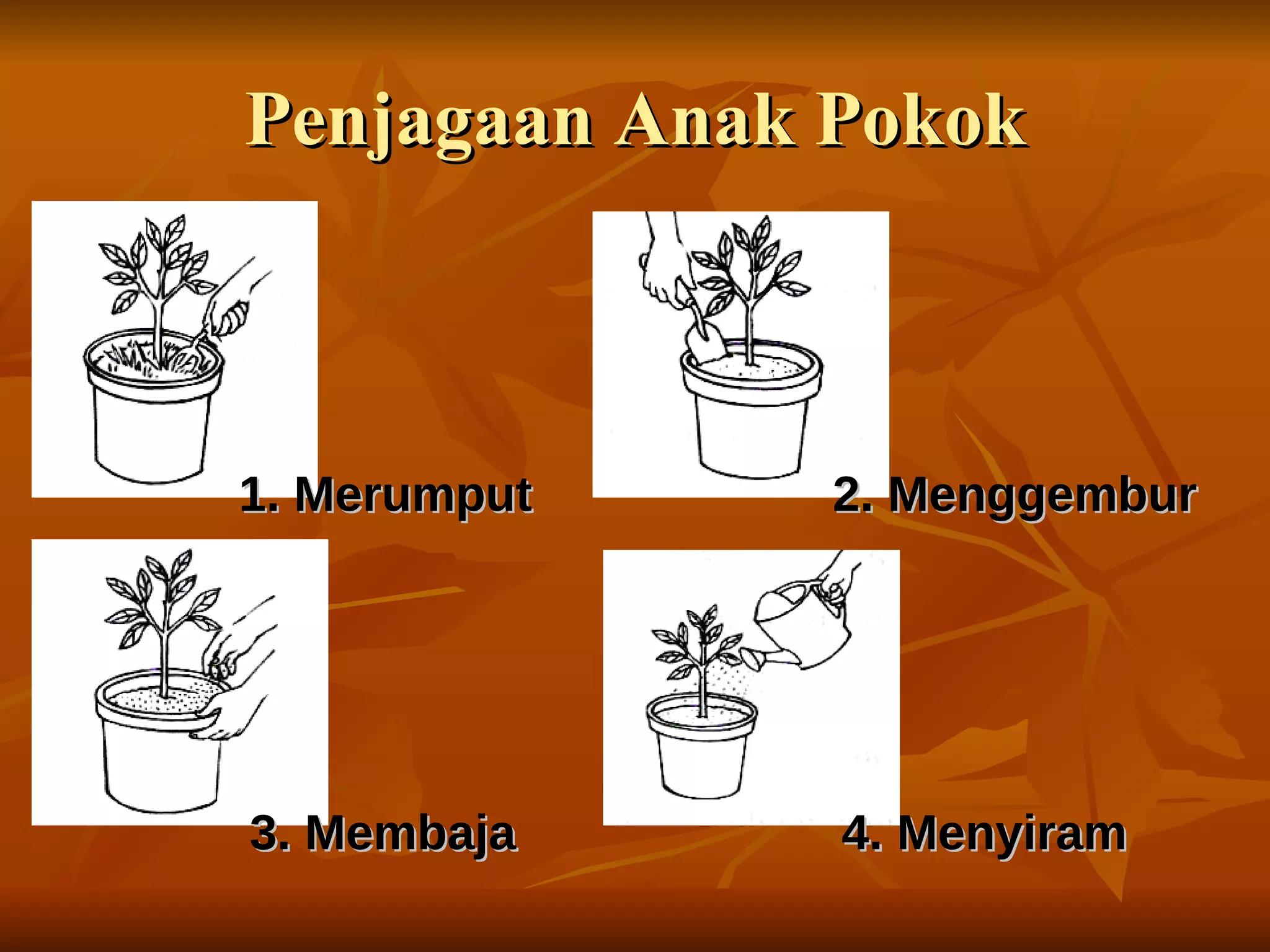 Penjagaan Anak Pokok 1. Merumput 3. Membaja 2. Menggembur 4. Menyiram