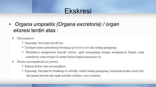 Ekskresi
• Organa uropoetis (Organa excretoria) / organ
eksresi terdiri atas :
 