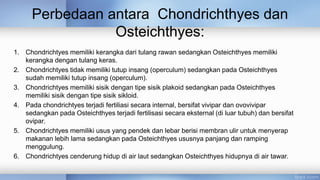Perbedaan antara Chondrichthyes dan
Osteichthyes:
1. Chondrichtyes memiliki kerangka dari tulang rawan sedangkan Osteichthyes memiliki
kerangka dengan tulang keras.
2. Chondrichtyes tidak memiliki tutup insang (operculum) sedangkan pada Osteichthyes
sudah memiliki tutup insang (operculum).
3. Chondrichtyes memiliki sisik dengan tipe sisik plakoid sedangkan pada Osteichthyes
memiliki sisik dengan tipe sisik sikloid.
4. Pada chondrichtyes terjadi fertiliasi secara internal, bersifat vivipar dan ovovivipar
sedangkan pada Osteichthyes terjadi fertilisasi secara eksternal (di luar tubuh) dan bersifat
ovipar.
5. Chondrichtyes memiliki usus yang pendek dan lebar berisi membran ulir untuk menyerap
makanan lebih lama sedangkan pada Osteichthyes ususnya panjang dan ramping
menggulung.
6. Chondrichtyes cenderung hidup di air laut sedangkan Osteichthyes hidupnya di air tawar.
 