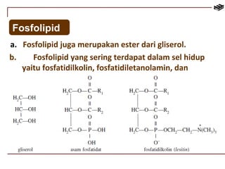 Fosfolipid 
a. Fosfolipid juga merupakan ester dari gliserol. 
b. Fosfolipid yang sering terdapat dalam sel hidup 
yaitu fosfatidilkolin, fosfatidiletanolamin, dan 
fosfatidilserin. 
 