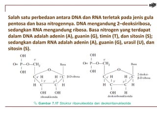 Salah satu perbedaan antara DNA dan RNA terletak pada jenis gula 
pentosa dan basa nitrogennya. DNA mengandung 2–deoksiribosa, 
sedangkan RNA mengandung ribosa. Basa nitrogen yang terdapat 
dalam DNA adalah adenin (A), guanin (G), timin (T), dan sitosin (S); 
sedangkan dalam RNA adalah adenin (A), guanin (G), urasil (U), dan 
sitosin (S). 

