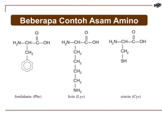 Beberapa Contoh Asam Amino 
 