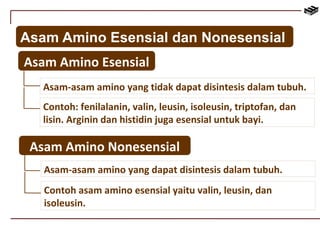 Asam Amino Esensial dan Nonesensial 
Asam Amino Esensial 
Asam-asam amino yang tidak dapat disintesis dalam tubuh. 
Contoh: fenilalanin, valin, leusin, isoleusin, triptofan, dan 
lisin. Arginin dan histidin juga esensial untuk bayi. 
Asam Amino Nonesensial 
Asam-asam amino yang dapat disintesis dalam tubuh. 
Contoh asam amino esensial yaitu valin, leusin, dan 
isoleusin. 
 