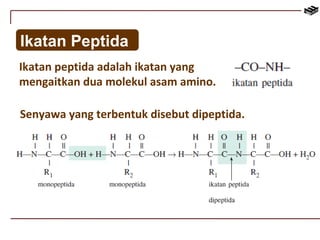 Ikatan Peptida 
Ikatan peptida adalah ikatan yang 
mengaitkan dua molekul asam amino. 
Senyawa yang terbentuk disebut dipeptida. 
 