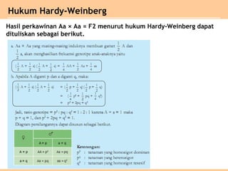 Hasil perkawinan Aa × Aa = F2 menurut hukum Hardy-Weinberg dapat
dituliskan sebagai berikut.
Hukum Hardy-Weinberg
 