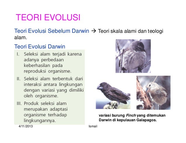 86+ Gambar Variasi Burung Finch Paling Keren 86+ Gambar Variasi Burung Finch Paling Keren