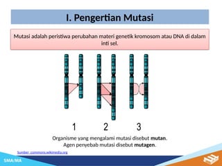 MUTASI BIOLOGI KELAS XII SMA. membahas tentang mutasi dalam materi ...