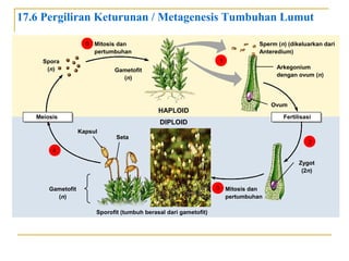 17.6 Pergiliran Keturunan / Metagenesis Tumbuhan Lumut
5 Mitosis dan
pertumbuhan

Sperm (n) (dikeluarkan dari
Anteredium)
1

Spora
(n)

Gametofit
(n)

Ovum

HAPLOID

Meiosis

Arkegonium
dengan ovum (n)

Fertilisasi

DIPLOID
Kapsul

Seta

2

4
Zygot
(2n)
3 Mitosis dan
pertumbuhan

Gametofit
(n)
Sporofit (tumbuh berasal dari gametofit)

Copyright @ Sugeng Publishing _ Silahkan gunakan slide ini untuk kemajuan bersama

 
