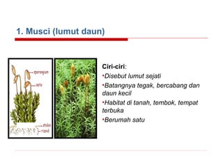 1. Musci (lumut daun)

Ciri-ciri:
•Disebut lumut sejati
•Batangnya tegak, bercabang dan
daun kecil
•Habitat di tanah, tembok, tempat
terbuka
•Berumah satu

 