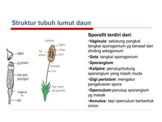 Struktur tubuh lumut daun
Sporofit terdiri dari:

Vaginul
a

•Vaginula: selubung pangkal
tangkai sporogonium yg berasal dari
dinding arkegonium
•Seta: tangkai sporogonium
•Sporangium
•Kaliptra: penutup/tudung
sporangium yang masih muda
•Gigi peristom: mengatur
pengeluaran spora
•Operculum:penutup sporangium
yg masak
•Annulus: tepi operculum berbentuk
cincin

 