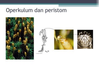 Operkulum dan peristom

 