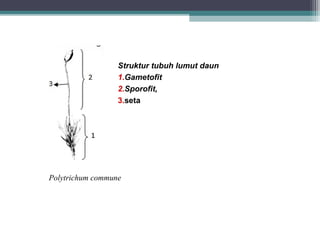 Struktur tubuh lumut daun
1.Gametofit
2.Sporofit,
3.seta

Polytrichum commune

 