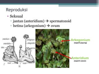 Reproduksi
• Seksual
▫ jantan (anteridium)  spermatozoid
▫ betina (arkegonium)  ovum

Arkegonium
(seperti payung)

Anteridium
(seperti cawan)

 