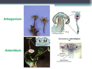 Arkegonium

Anteridium

 