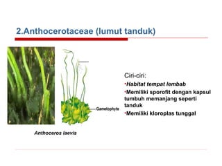 2.Anthocerotaceae (lumut tanduk)

Ciri-ciri:
•Habitat tempat lembab
•Memiliki sporofit dengan kapsul
tumbuh memanjang seperti
tanduk
•Memiliki kloroplas tunggal

Anthoceros laevis

 