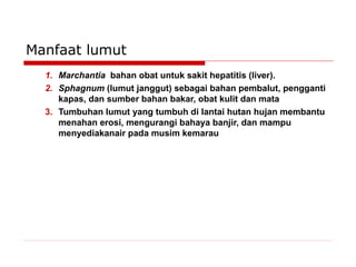 Manfaat lumut
1. Marchantia bahan obat untuk sakit hepatitis (liver).
2. Sphagnum (lumut janggut) sebagai bahan pembalut, pengganti
kapas, dan sumber bahan bakar, obat kulit dan mata
3. Tumbuhan lumut yang tumbuh di lantai hutan hujan membantu
menahan erosi, mengurangi bahaya banjir, dan mampu
menyediakanair pada musim kemarau

 