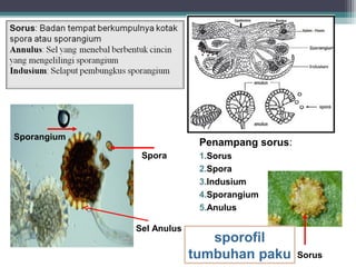 Sporangium

Penampang sorus:
Spora

Sel Anulus

1.Sorus
2.Spora
3.Indusium
4.Sporangium
5.Anulus

sporofil
tumbuhan paku

Sorus

 