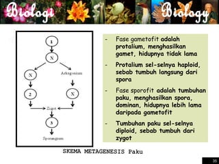 -

Fase gametofit adalah
protalium, menghasilkan
gamet, hidupnya tidak lama

-

Protalium sel-selnya haploid,
sebab tumbuh langsung dari
spora

-

Fase sporofit adalah tumbuhan
paku, menghasilkan spora,
dominan, hidupnya lebih lama
daripada gametofit

-

Tumbuhan paku sel-selnya
diploid, sebab tumbuh dari
zygot

35
35

 