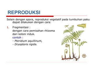REPRODUKSI
Selain dengan spora, reproduksi vegetatif pada tumbuhan paku
dapat dilakukan dengan cara:
1.

Fragmentasi :
dengan cara pemisahan rhizoma
dari koloni induk.
contoh :
- Pteridium aquillinum,
- Dryopteris rigida.

 