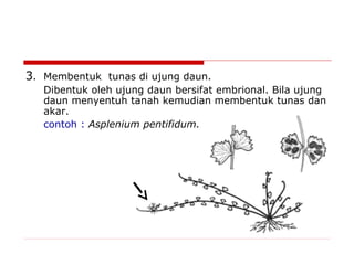 3. Membentuk tunas di ujung daun.
Dibentuk oleh ujung daun bersifat embrional. Bila ujung
daun menyentuh tanah kemudian membentuk tunas dan
akar.
contoh : Asplenium pentifidum.

 